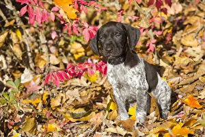 RF - Portrait of domestic German shorthaired pointer pup in autumn. Pomfret, Connecticut RF - Portrait of domestic German shorthaired pointer pup in autumn. Pomfret, Connecticut