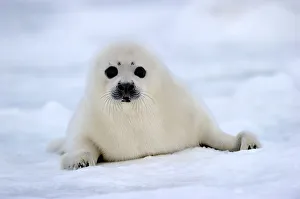 RF - Portrait of Harp seal (Phoca groenlandicus) pup on sea ice. Magdalen Islands RF - Portrait of Harp seal (Phoca groenlandicus) pup on sea ice. Magdalen Islands