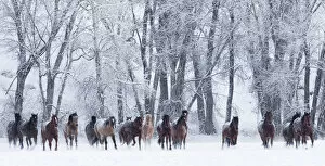 Images Dated 14th February 2013: RF- Quarter horses running in snow at ranch, Shell, Wyoming, USA, February