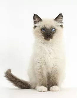 Blue Eyes Gallery: RF- Ragdoll kitten, 10 weeks, sitting