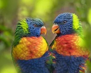 RF - Rainbow lorikeet (Trichoglossus moluccanus) portrait, captive, with digitally RF - Rainbow lorikeet (Trichoglossus moluccanus) portrait, captive, with digitally
