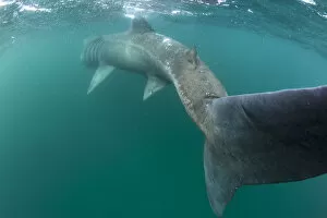 Basking Shark Gallery: RF- Rear view of Basking shark (Cetorhinus maximus) feeding on plankton, visible