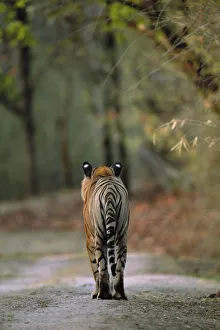 RF- Rear view of male Bengal tiger (Panthera tigris tigris) walking on track RF- Rear view of male Bengal tiger (Panthera tigris tigris) walking on track