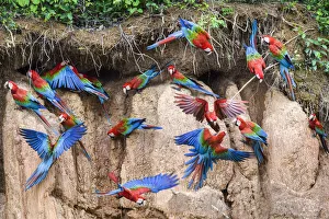 RF - Red-and-green macaw (Ara chloropterus) flock feeding and flying. Wall of clay lick RF - Red-and-green macaw (Ara chloropterus) flock feeding and flying. Wall of clay lick