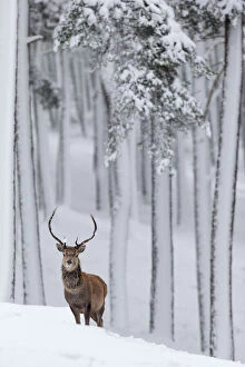 Tree Trunk Collection: RF - Red Deer stag (Cervus elaphus) in snow-covered pine forest. Scotland, UK. December