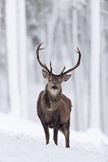 Even Toed Ungulates Collection: RF - Red Deer stag (Cervus elaphus) in snow-covered pine forest. Scotland, UK. December