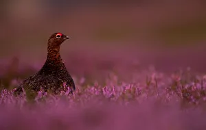 RF - Red Grouse (Lagopus lagopus scotica) among heather. Scotland. August RF - Red Grouse (Lagopus lagopus scotica) among heather. Scotland. August