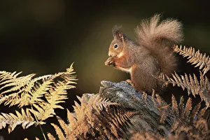 RF- Red squirrel in autumn (Sciurus vulgaris). Strathspey, Scotland, UK RF- Red squirrel in autumn (Sciurus vulgaris). Strathspey, Scotland, UK