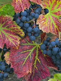 Vitis Gallery: RF - Ripe black grapes Regent variety with autumn coloured leaves, Norfolk