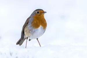 Erithacus Rubecula Gallery: RF - Robin (Erithacus rubecula) in the snow, Broxwater, Cornwall, UK. March