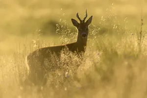 RF - Roe buck (Capreolus capreolus) stood in rough grassland in evening light, Scotland RF - Roe buck (Capreolus capreolus) stood in rough grassland in evening light, Scotland