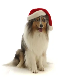 RF - Rough Collie wearing a Father Christmas hat. (This image may be licensed either as RF - Rough Collie wearing a Father Christmas hat. (This image may be licensed either as