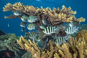 RF - Scissortail sergeants fish (Abudefduf sexfasciatus RF - Scissortail sergeants fish (Abudefduf sexfasciatus