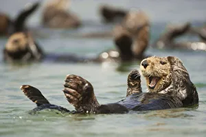 RF - Sea otter (Enhydra lutris) floating, California, USA, July