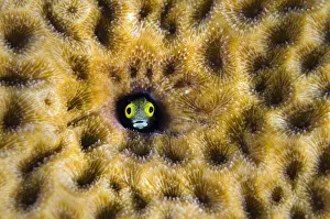RF- Secretary blenny (Acanthemblemaria maria) peering from hole in massive Starlet coral RF- Secretary blenny (Acanthemblemaria maria) peering from hole in massive Starlet coral