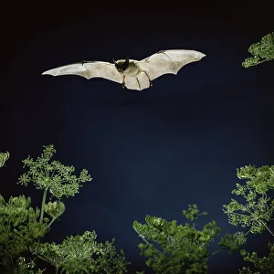 RF- Serotine bat (Vespertilio serotinus) in flight above Hogweed. Captive, UK RF- Serotine bat (Vespertilio serotinus) in flight above Hogweed. Captive, UK