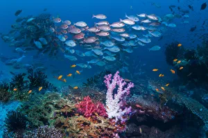 RF - Shoal of Slender pinjalo snappers (Pinjalo lewisi) swimming over soft corals RF - Shoal of Slender pinjalo snappers (Pinjalo lewisi) swimming over soft corals