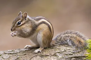 RF- Siberian chipmunk (Eutamias sibiricus) eating, living wild. Near Tilburg, the Netherlands. March RF- Siberian chipmunk (Eutamias sibiricus) eating, living wild. Near Tilburg, the Netherlands. March