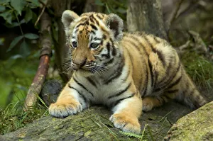 RF- Siberian tiger (Panthera tigris altaica) young cub, lying down, looking away, captive RF- Siberian tiger (Panthera tigris altaica) young cub, lying down, looking away, captive