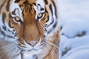 Images Dated 14th January 2017: RF - Siberian tiger (Panthera tigris altaica) in snow, captive