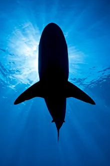 RF - Silhouette of a large Pelagic silky shark (Carcharhinus falciformis RF - Silhouette of a large Pelagic silky shark (Carcharhinus falciformis