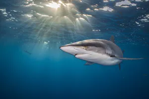 RF - Silky shark (Carcharhinus falciformis) swimming beneath the surface of the ocean RF - Silky shark (Carcharhinus falciformis) swimming beneath the surface of the ocean