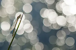 RF - Small emerald damselfly (Lestes virens) resting on stem. The Netherlands. May RF - Small emerald damselfly (Lestes virens) resting on stem. The Netherlands. May