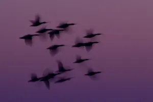 Anser Gallery: RF- Small group of Pink-footed geese (Anser brachyrhynchus) in flight at dawn, The Wash Estuary