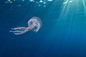 Drifting Gallery: RF- Small jellyfish (Pelagia noctiluca) swimming beneath surface