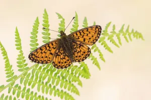 RF - Small pearl-bordered fritillary (Boloria selene) butterfly, Marsland mouth RF - Small pearl-bordered fritillary (Boloria selene) butterfly, Marsland mouth