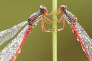 RF- Two Small red damselflies (Ceriagrion tenellum) covered in morning dew. Arne RF- Two Small red damselflies (Ceriagrion tenellum) covered in morning dew. Arne