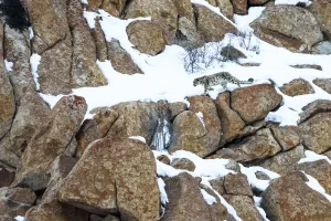 RF - Snow leopard (Panthera uncia) male moving over rocky, snow-covered slopes RF - Snow leopard (Panthera uncia) male moving over rocky, snow-covered slopes