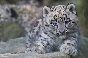 RF - Snow leopard (Panthera uncia) cub age three months, captive RF - Snow leopard (Panthera uncia) cub age three months, captive