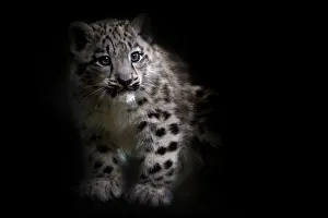 RF - Snow leopard (Panthera uncia) cub age three months, captive RF - Snow leopard (Panthera uncia) cub age three months, captive