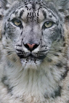 Leopard Cat Gallery: RF - Snow leopard (Panthera uncia) female, portrait, captive