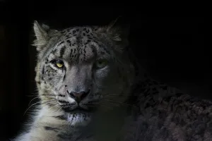 RF - Snow leopard (Panthera uncia) female, portrait with black background, captive RF - Snow leopard (Panthera uncia) female, portrait with black background, captive