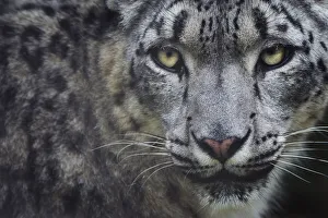 RF - Snow leopard (Panthera uncia) portrait, captive RF - Snow leopard (Panthera uncia) portrait, captive