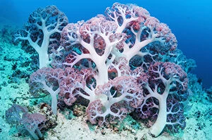 Melanesia Gallery: RF - Soft coral (Dendronephthya sp.) growing on sea bed. West Papua, Indonesia