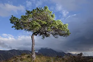 RF - Solitary Scots pine (Pinus sylvestris) lit by strobe, Torridon, Wester Ross RF - Solitary Scots pine (Pinus sylvestris) lit by strobe, Torridon, Wester Ross
