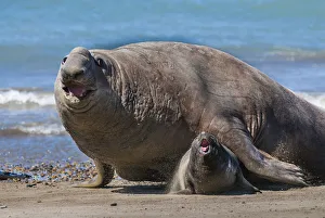 RF - Southern elephant seal (Mirounga leonina) male and female, Valdes RF - Southern elephant seal (Mirounga leonina) male and female, Valdes