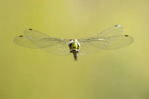 RF - Southern hawker (Aeshna cyanea) dragonfly in flight, Broxwater, Cornwall, UK RF - Southern hawker (Aeshna cyanea) dragonfly in flight, Broxwater, Cornwall, UK