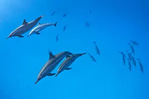 RF - Spinner dolphins (Stenella longirostris) pod swimming over a shallow sandy lagoon RF - Spinner dolphins (Stenella longirostris) pod swimming over a shallow sandy lagoon