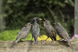 Starling Gallery: RF - Starling (Sturnus vulgaris) feeding fledgling chicks in urban garden. Greater Manchester, UK