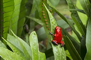 RF - Strawberry Poison Frog (Oophaga pumilio). Central Caribbean foothills, Costa Rica RF - Strawberry Poison Frog (Oophaga pumilio). Central Caribbean foothills, Costa Rica