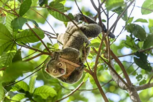 RF - Sulawesi bear cuscus (Ailurops ursinus) in forest canopy RF - Sulawesi bear cuscus (Ailurops ursinus) in forest canopy