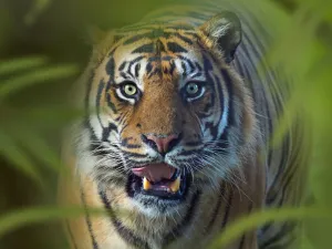 RF - Sumatran tiger (Panthera tigris sondaica). Captive RF - Sumatran tiger (Panthera tigris sondaica). Captive