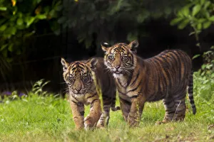 RF- Sumatran tiger (Panthera tigris sumatrae) with cub, aged four months, captive RF- Sumatran tiger (Panthera tigris sumatrae) with cub, aged four months, captive