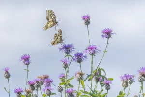 RF - Two Swallowtail butterflies (Papilio machaon) flying to feed on thistle (Cirsium sp.) bush in flower RF - Two Swallowtail butterflies (Papilio machaon) flying to feed on thistle (Cirsium sp.) bush in flower