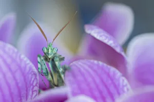 RF - Thistle Mantis (Blepharopsis mendica) among petals, captive, occurs in North Africa RF - Thistle Mantis (Blepharopsis mendica) among petals, captive, occurs in North Africa