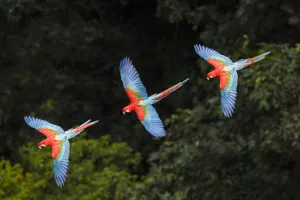 RF -Three colourful Red-and-green macaws (Ara chloropterus) in flight over forest canopy RF -Three colourful Red-and-green macaws (Ara chloropterus) in flight over forest canopy